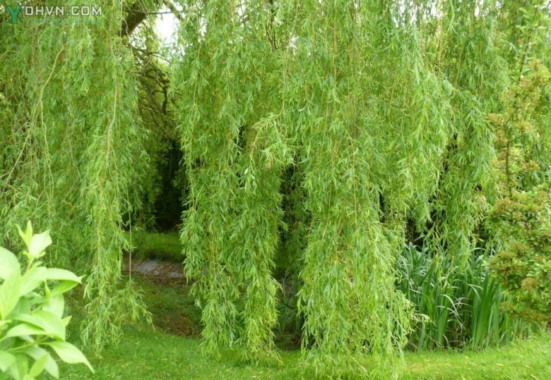 Cây Liễu. Salix babylonica L. - Cây Thuốc Nam Quanh Ta